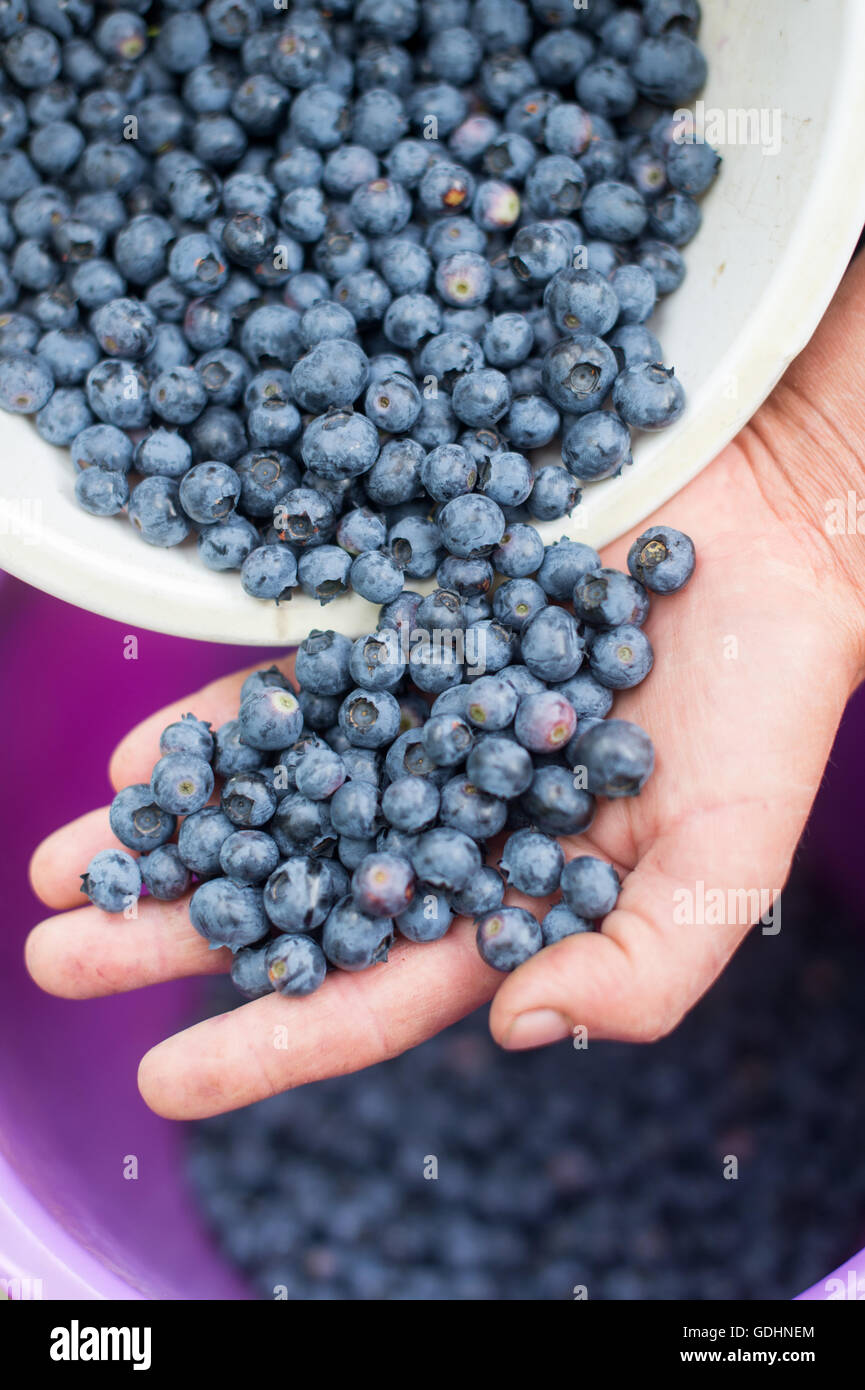 A harvest helper holds blueberries in her hands on a blueberry