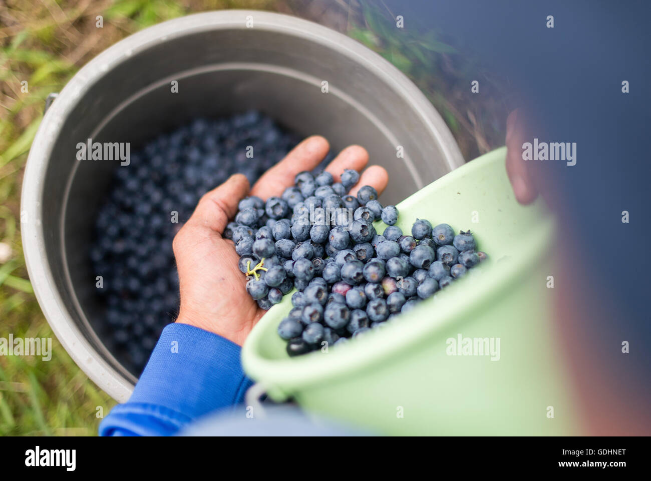 A harvest helper holds blueberries in his hands on a blueberry