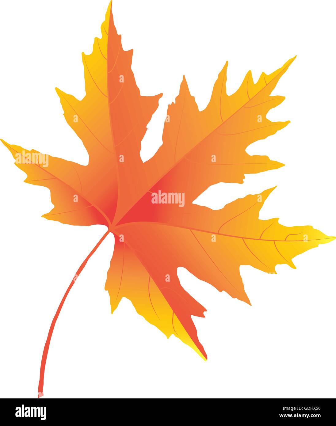 Maple leaf vector illustration Stock Vector Image & Art - Alamy