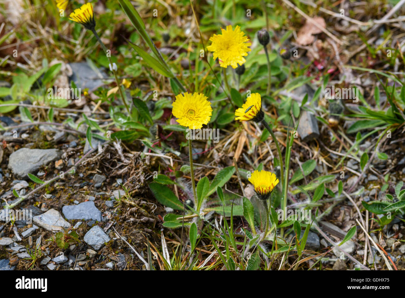 Mouse-ear-hawkweed, Pilosella officinarum, wildflower, Dumfries & Galloway, Scotland Stock Photo