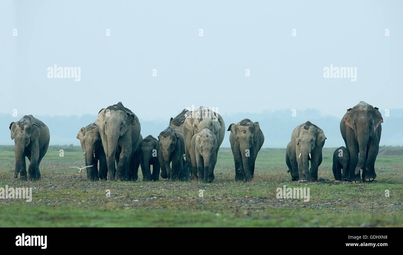 face to face indian elephant herd, mechi river bed, india Stock Photo