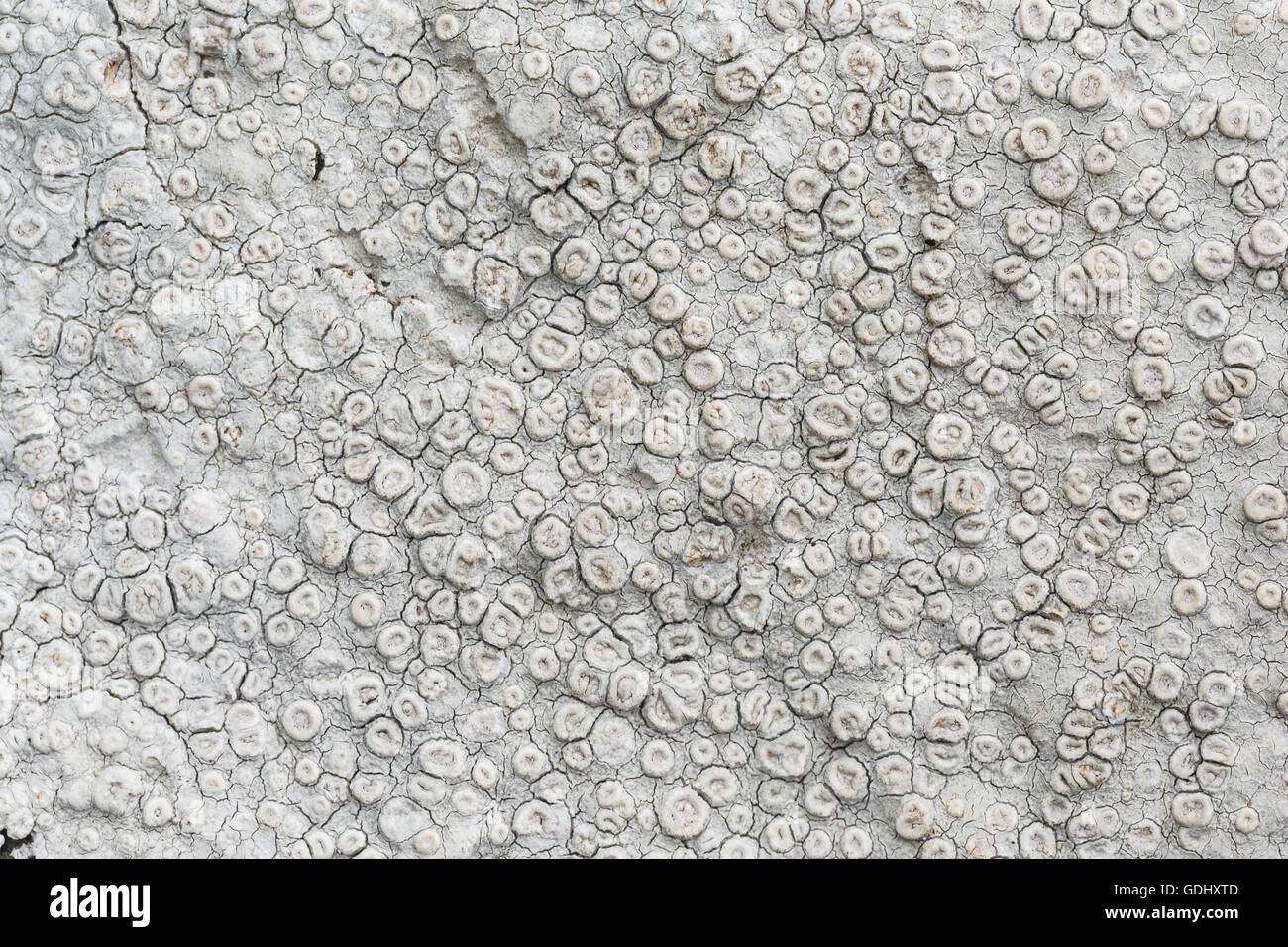 Crab'seye lichen, Ochrolechia parella, growing just above the high