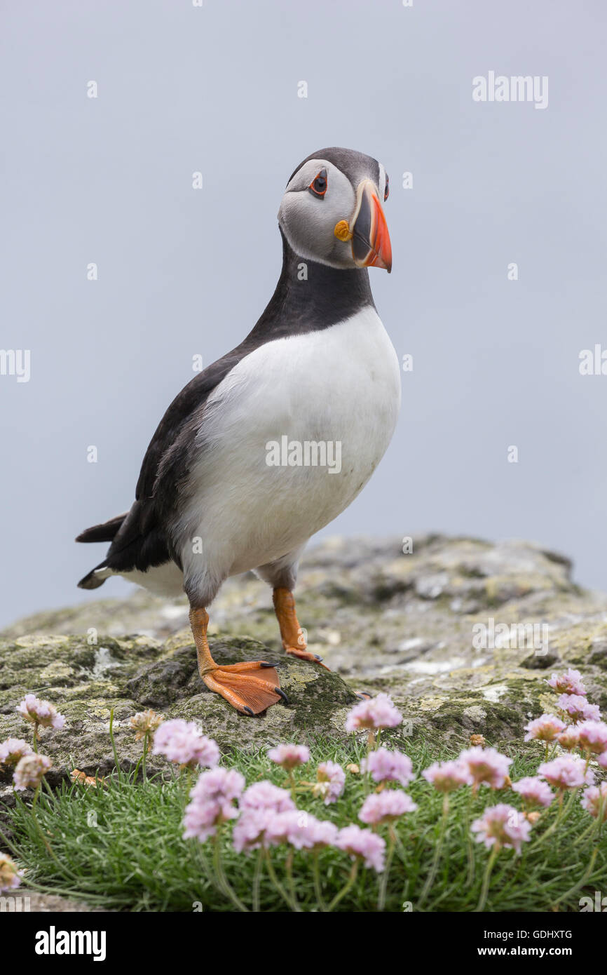 Atlantic Puffin, Fratercula arctica, Lunga, Treshnish Islands, Mull, Scotland Stock Photo