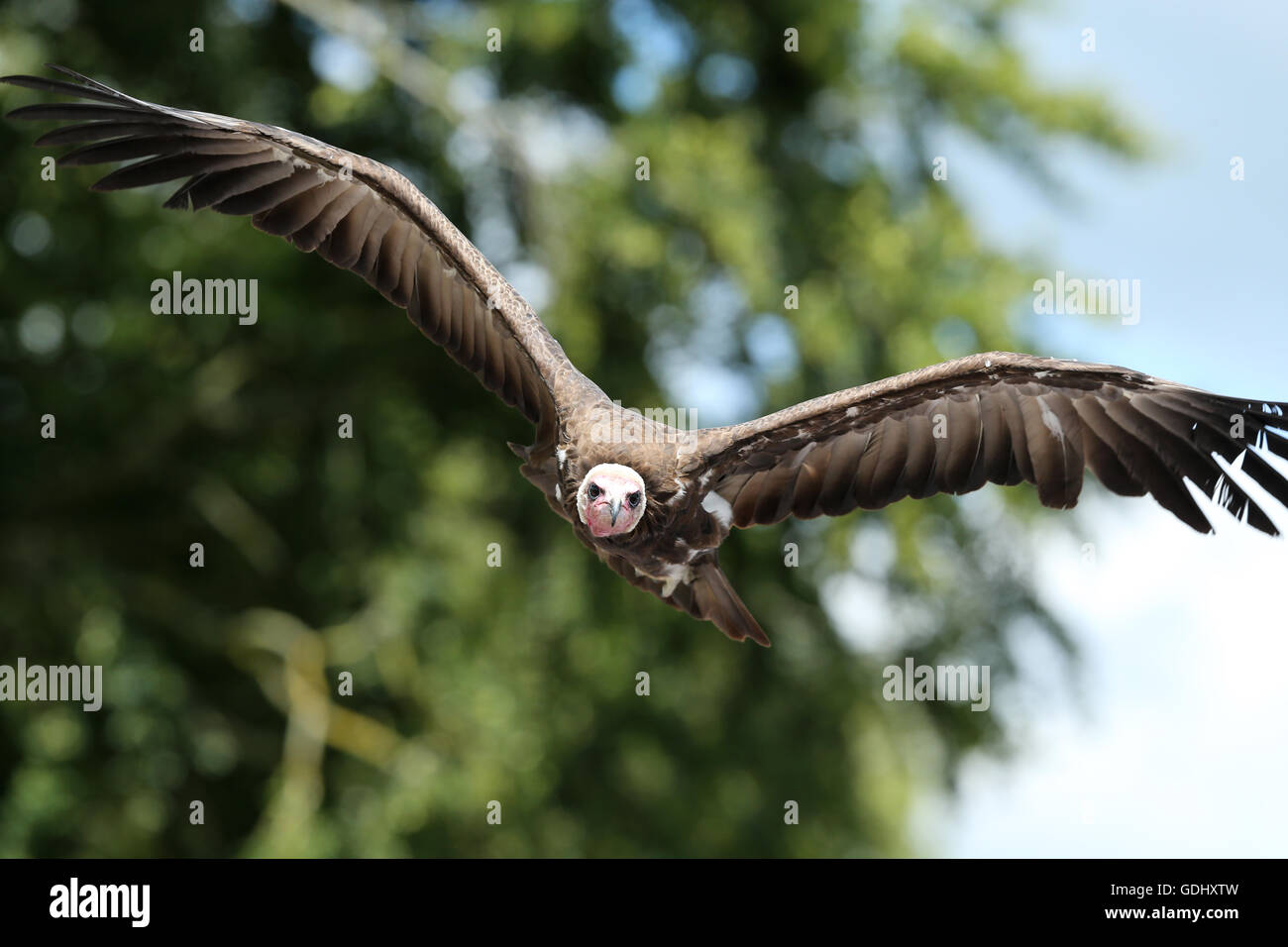 Close up of a White-headed vulture in flight Stock Photo
