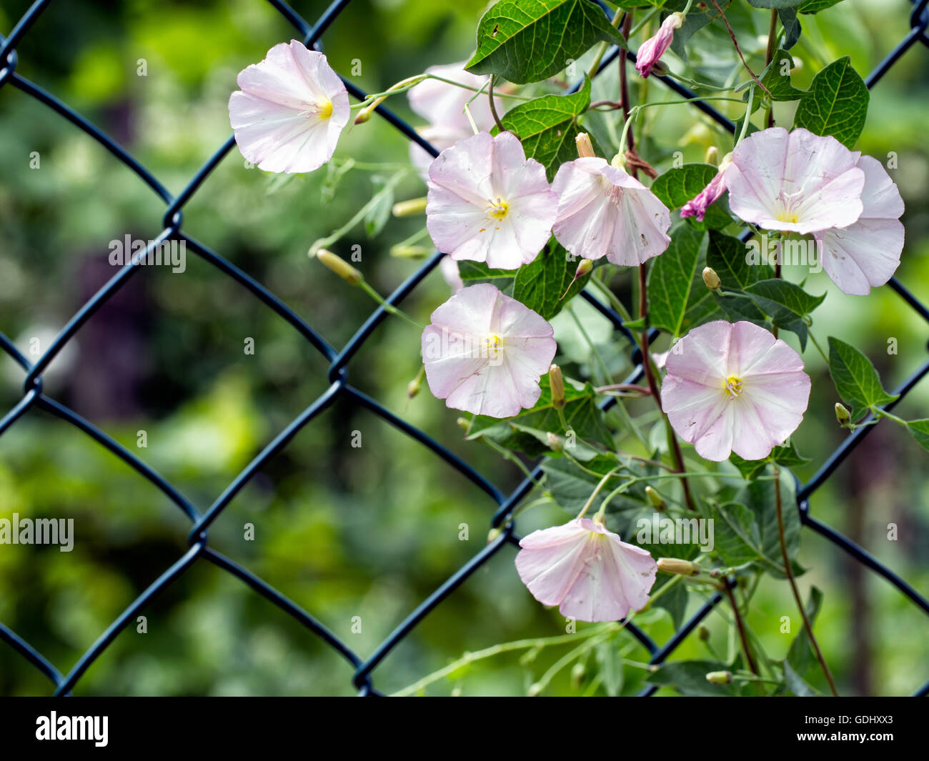 Pink flowers, invasive weed. Lesser bindweed on fence. Stock Photo