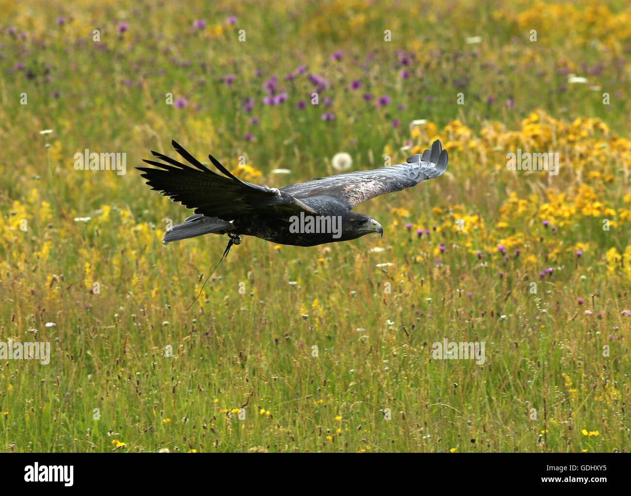 Close up of a Chilean Blue Eagle in flight Stock Photo