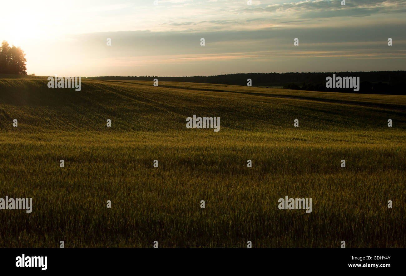 Green field and sunset. Field main composition. Natural colors and calm ...