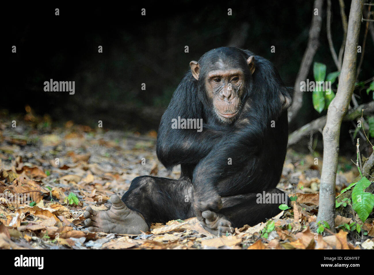 A chimp in Mahale National Park - Tanzania Stock Photo