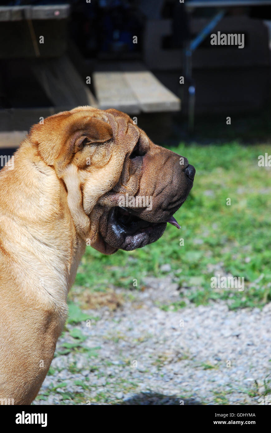 Profile of Chinese Shar Pei at dog show Stock Photo