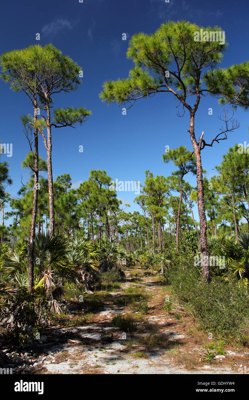 Key Deer National Wildlife Refuge in the Florida Keys Stock Photo Alamy
