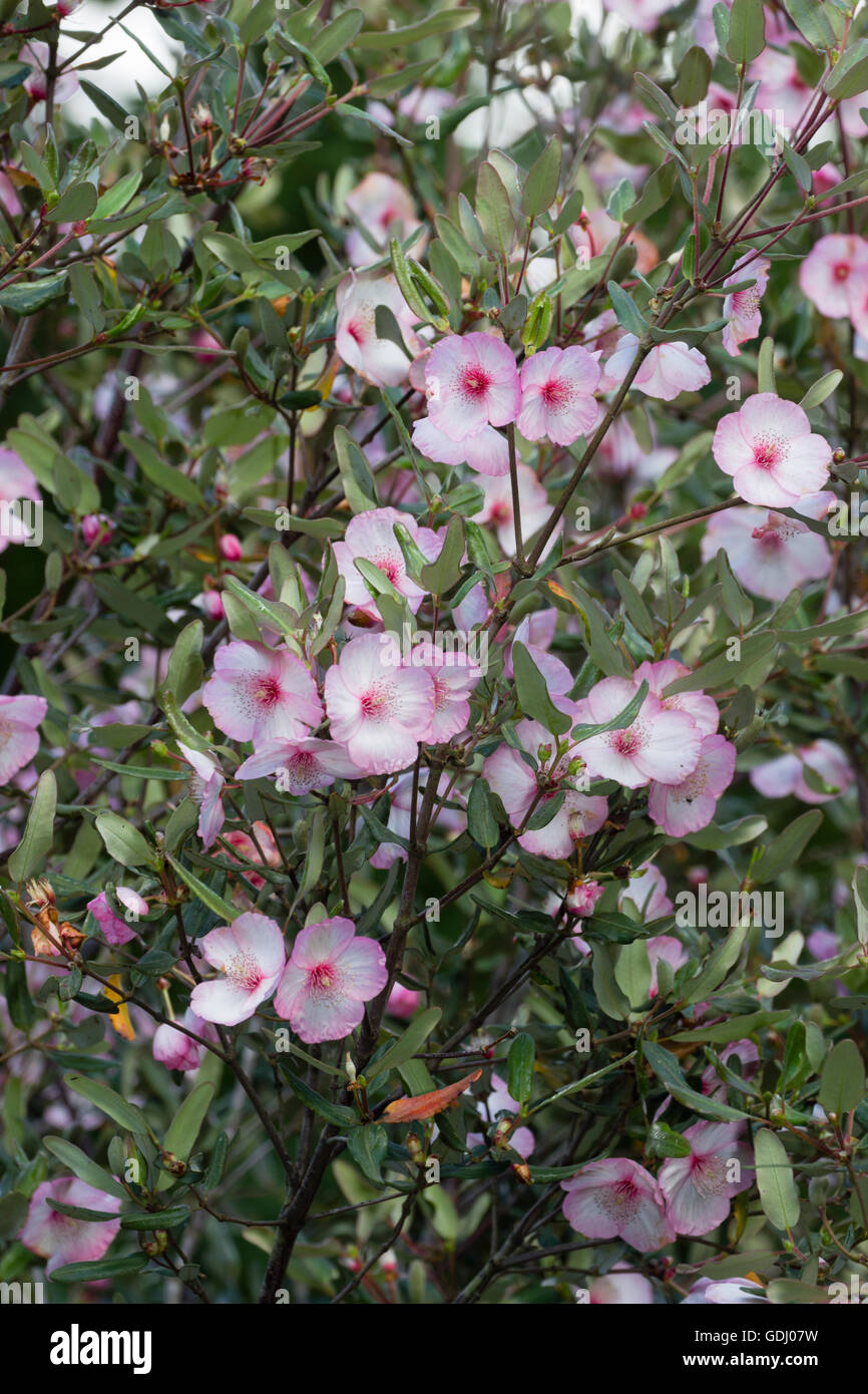 Comparatively large pink and white flowers of the Tasmanian leatherwood, Eucryphia lucida 'Ballerina' Stock Photo