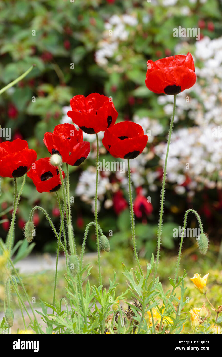 Red and black flowers of the annual poppy, Papaver commutatum 'Ladybird' Stock Photo