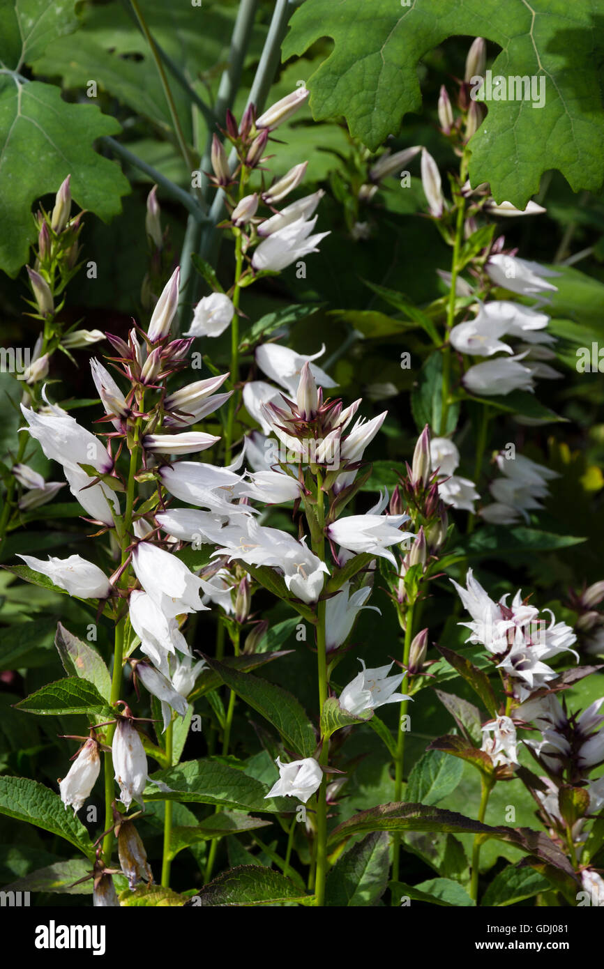 White flowers of the summer blooming greater bellflower, Campanula latifolia var. macrantha 'Alba' Stock Photo