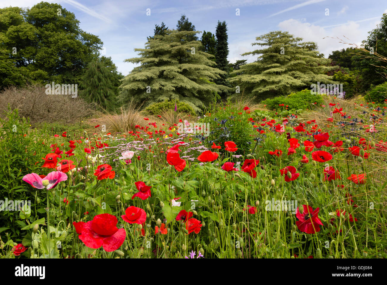 Shirley poppies dominate the view across the naturalistic planting of the Summer Garden at the Garden House, Devon, UK Stock Photo