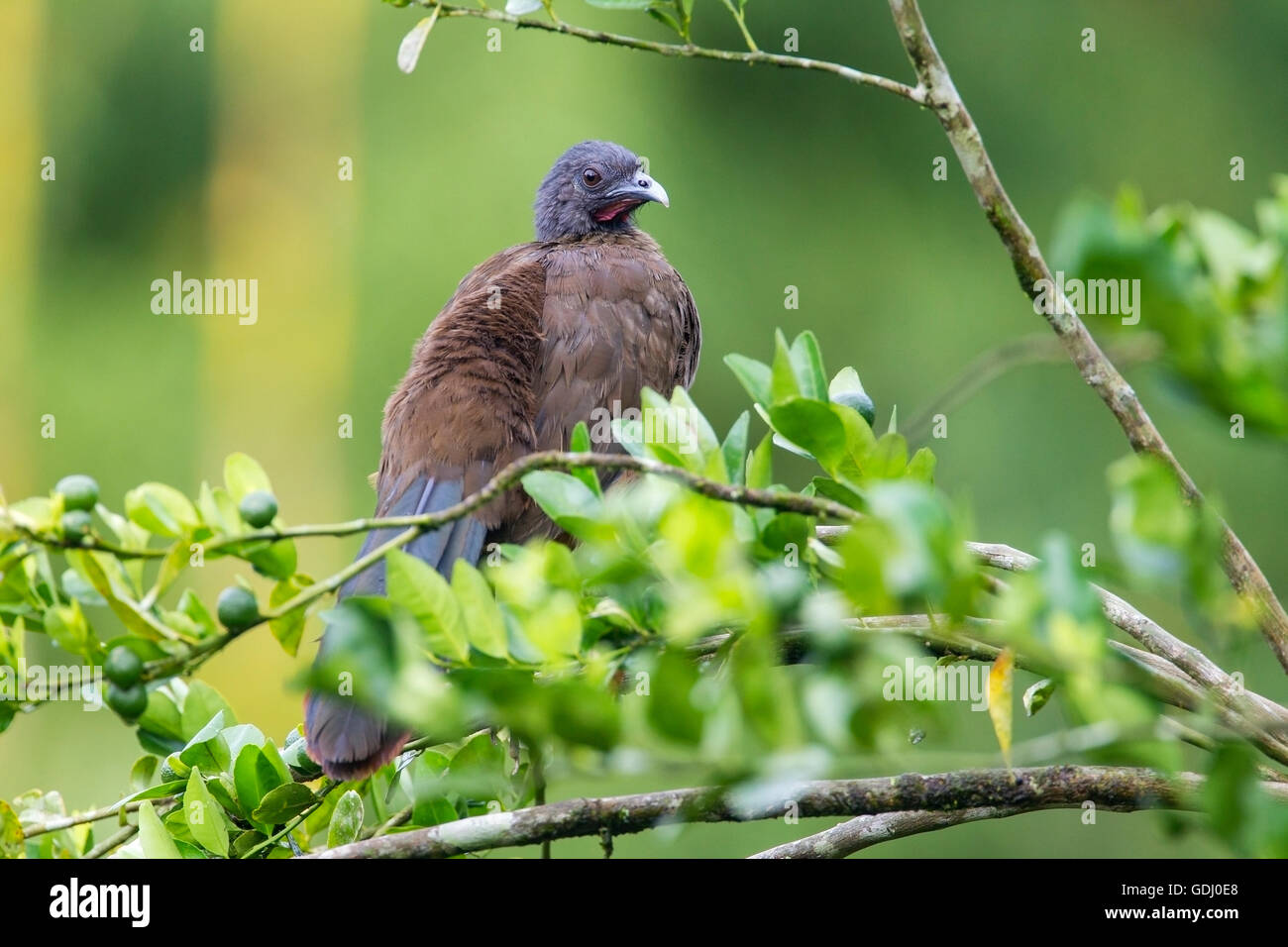 rufous-vented chachalaca (Ortalis ruficauda) adult perched on branch in tropical rain forest, Trinidad Stock Photo