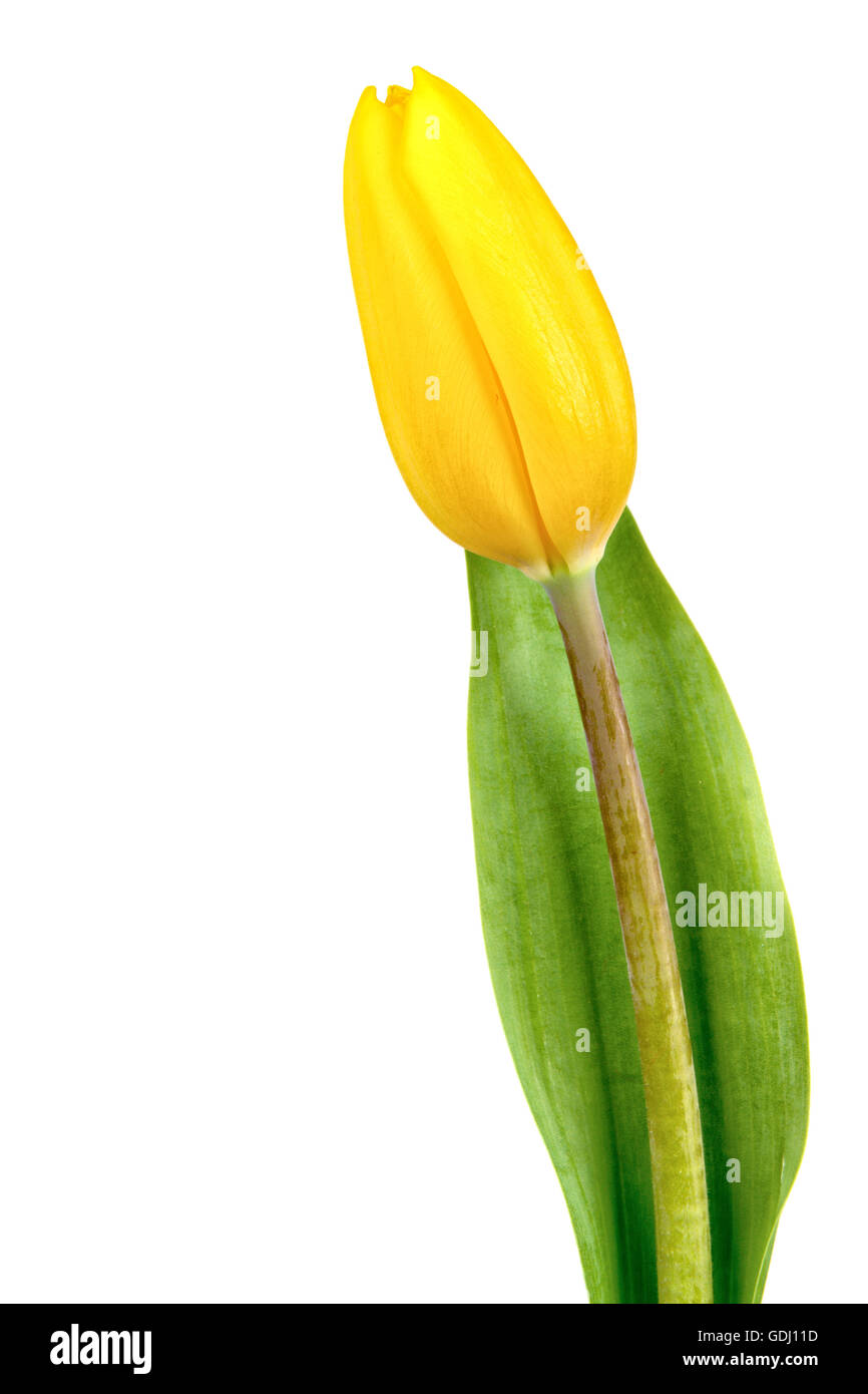 Yellow tulip isolated on white background Stock Photo - Alamy