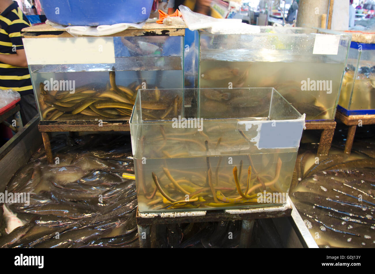 Catfish and little eels in glass tank for sale at local fresh market in