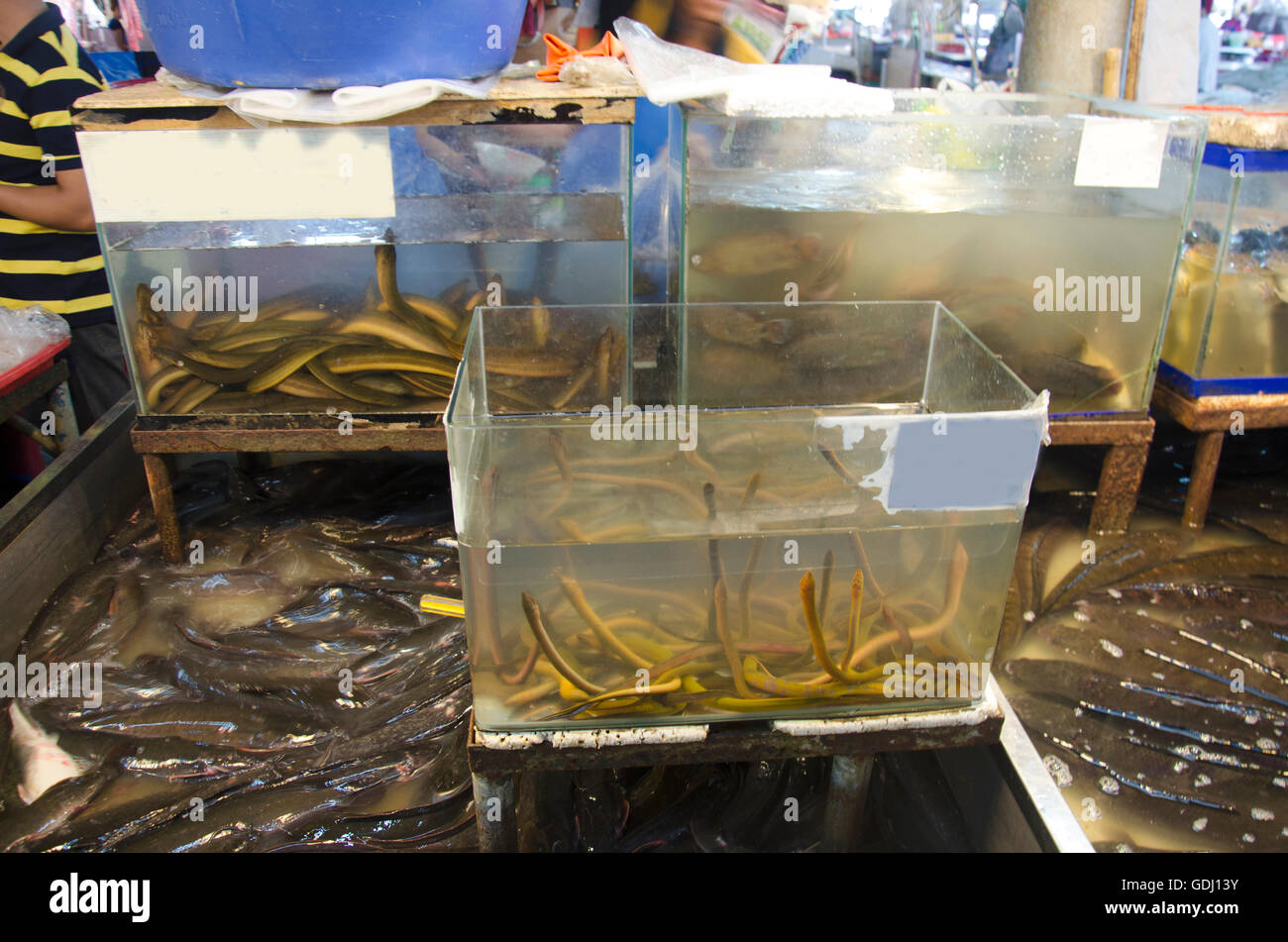 Catfish and little eels in glass tank for sale at local fresh market in Nonthaburi, Thailand Stock Photo