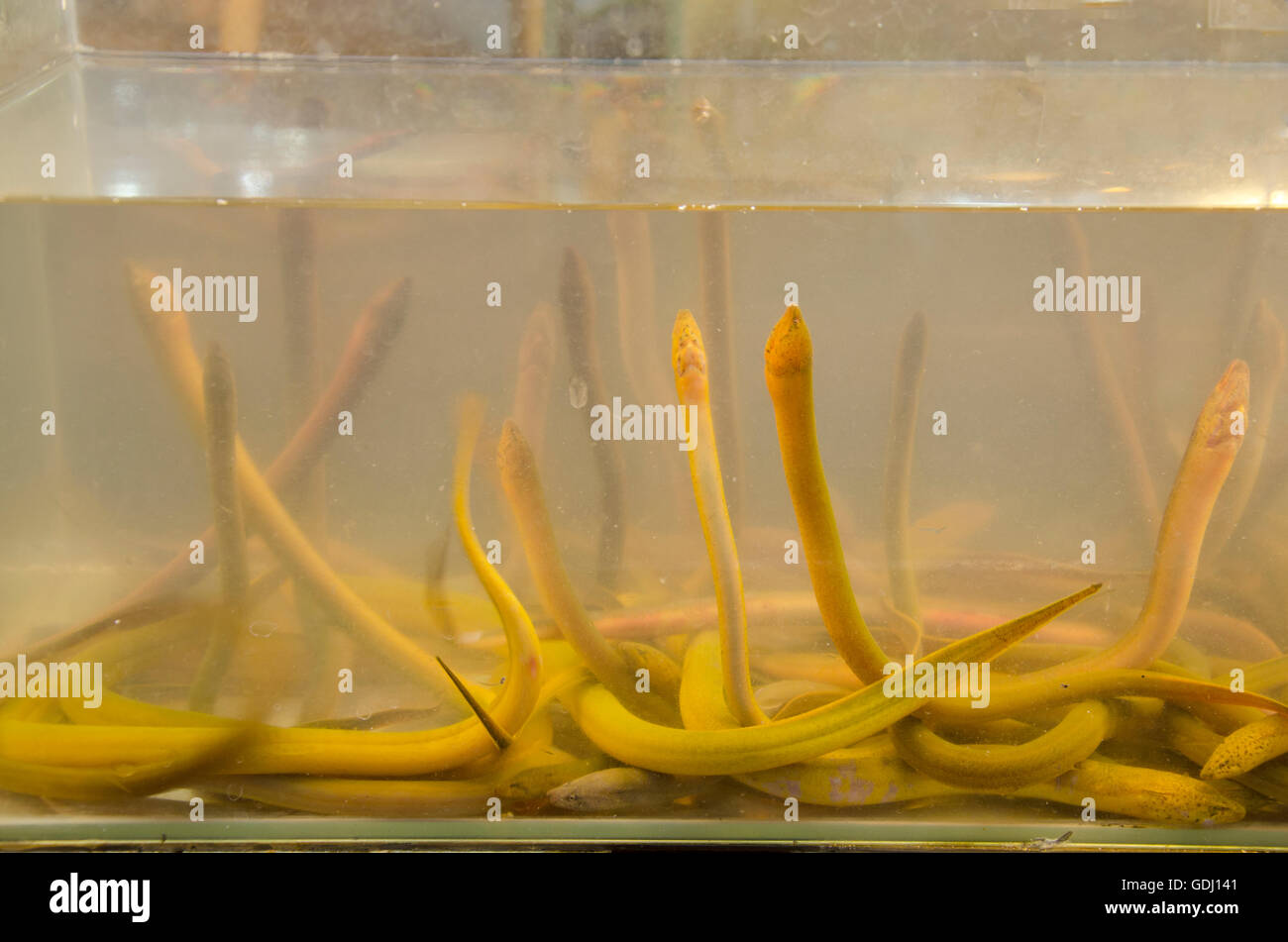 Little eels in glass tank for sale at local fresh market in Nonthaburi