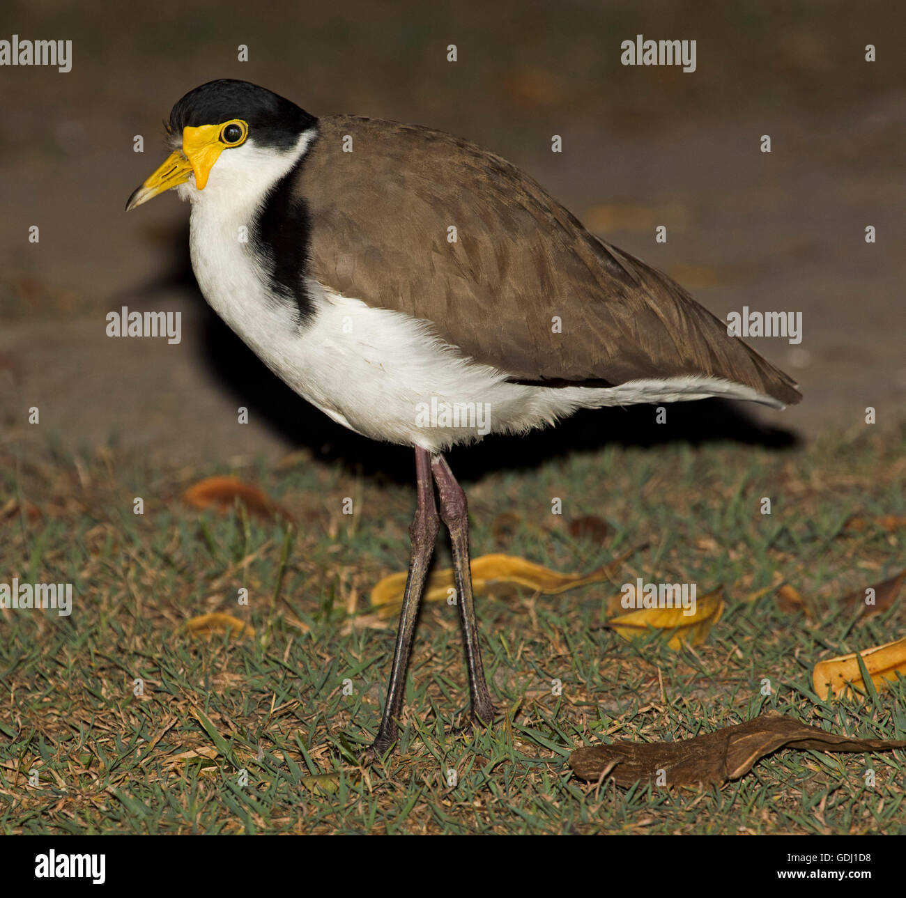 Australian masked plover / lapwing Vanellus miles with red face mask ...