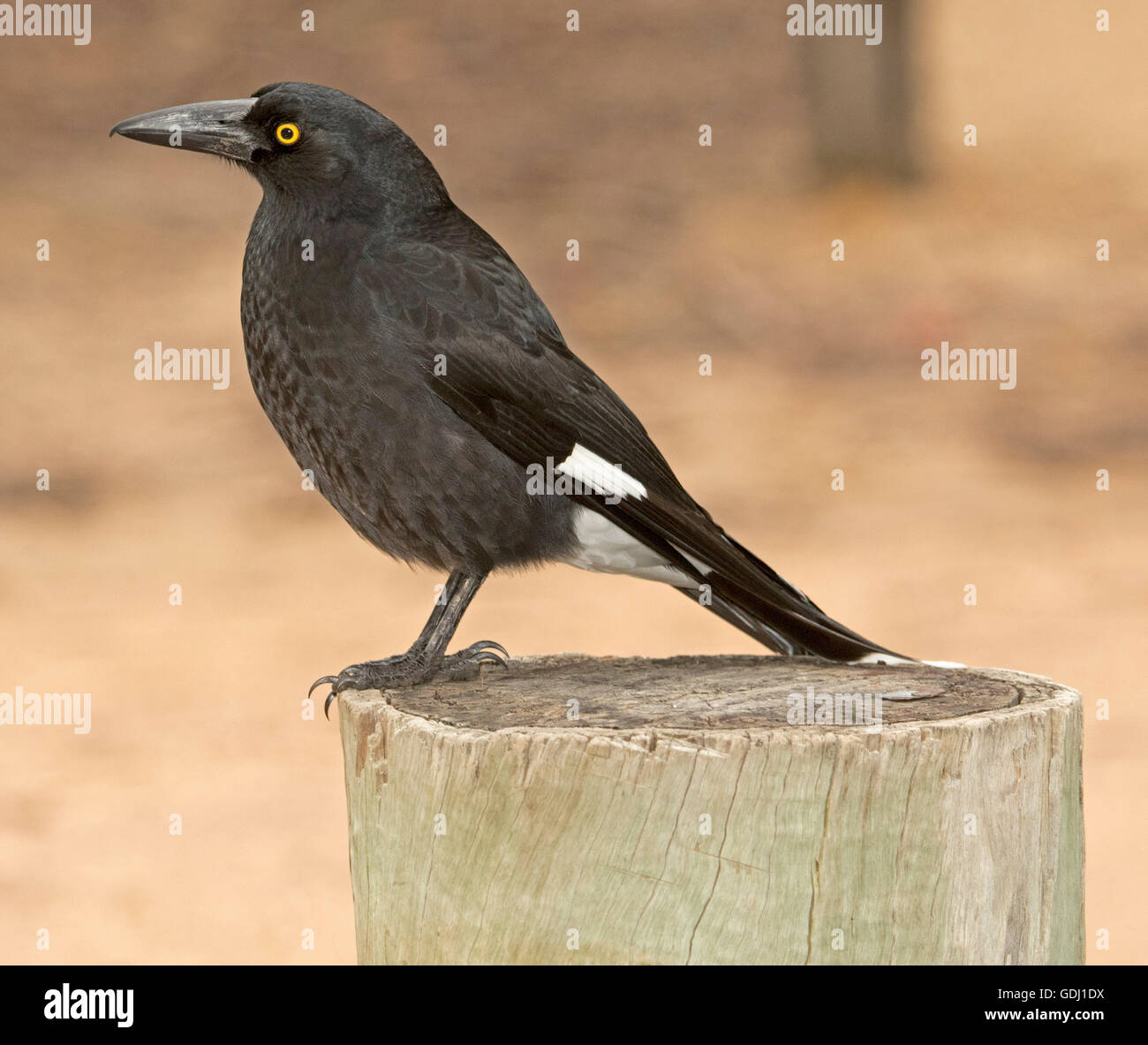 Black & white Australian pied currawong Strepera graculina with vivid