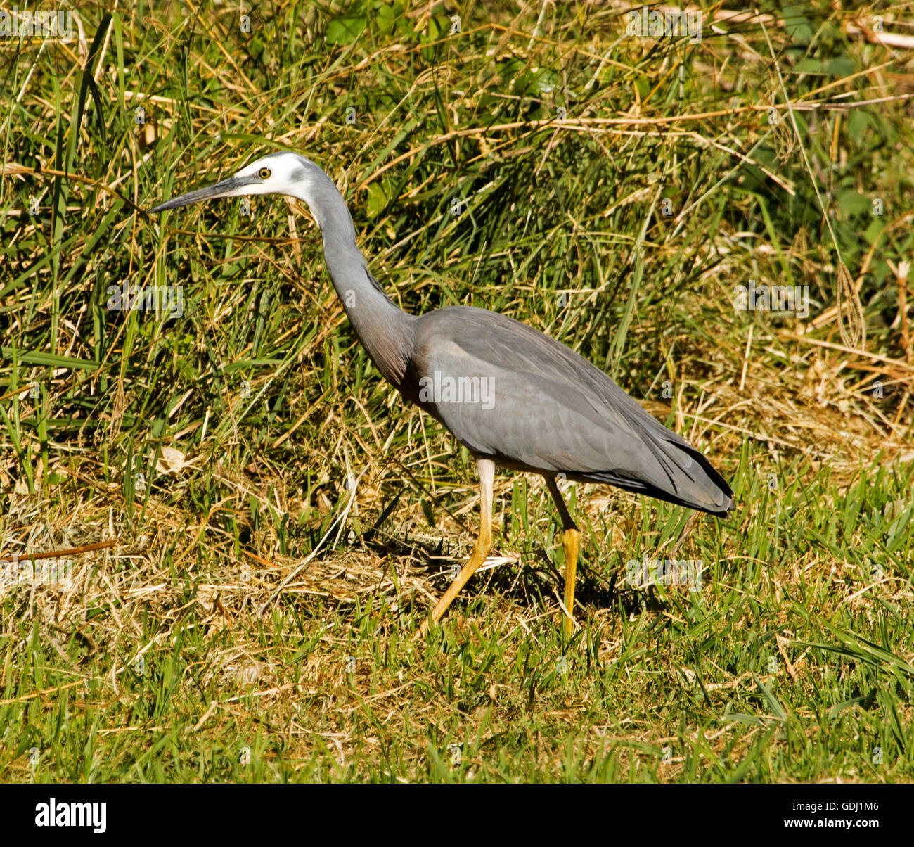 White faced heron ardea novaehollandiae hires stock photography and
