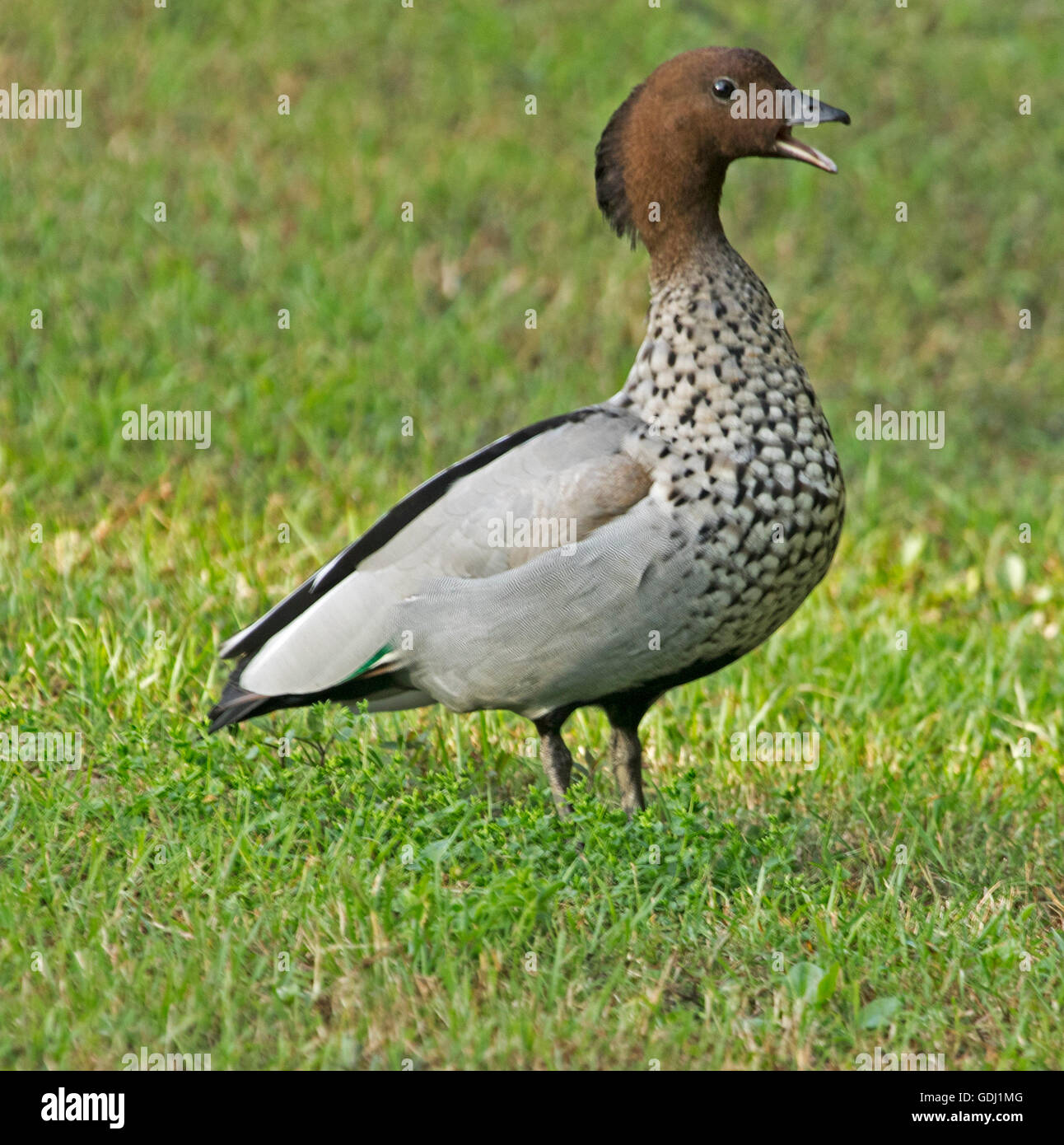 Male Australian wood / maned  duck Chenonetta jubata with bill open and quacking, standing on emerald green grass, in the wild Stock Photo