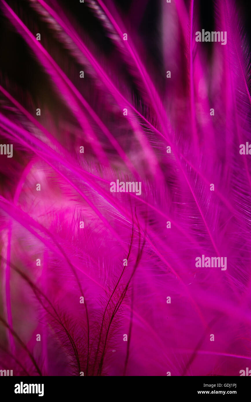 Bird feather macro Stock Photo Alamy