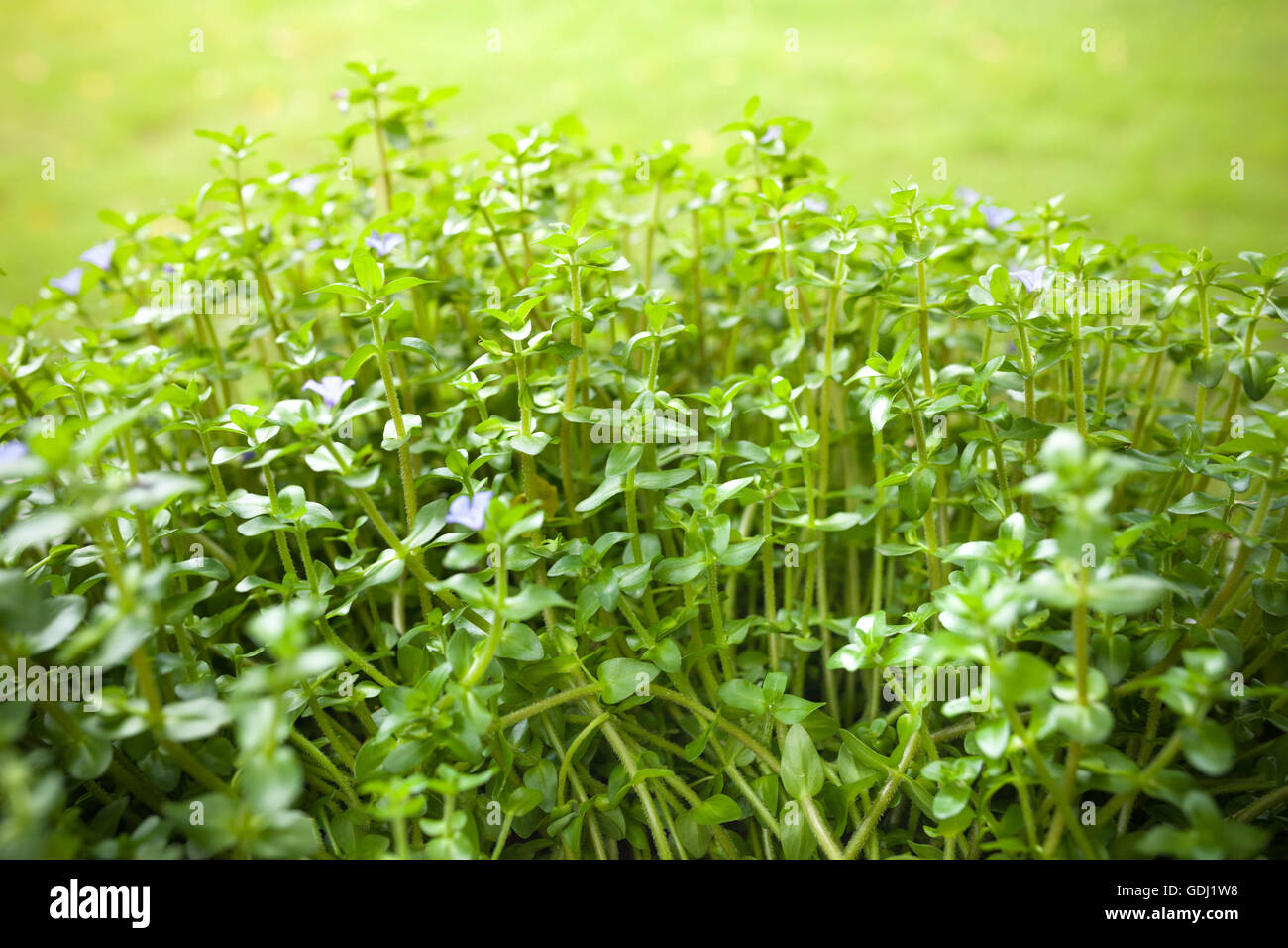 Natural Green Background With Selective Focus Stock Photo Alamy