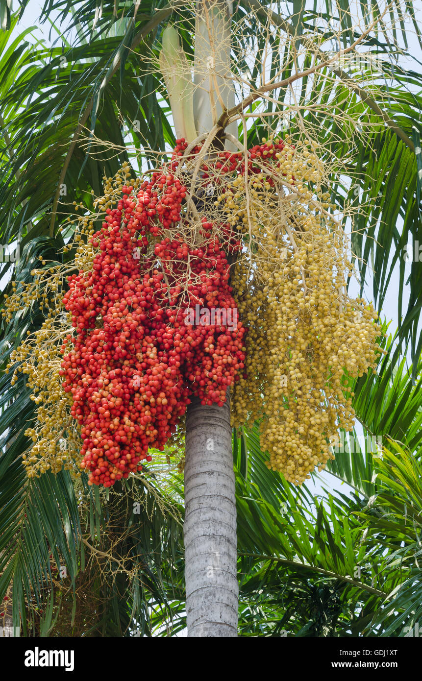 Betel nut palm tree hires stock photography and images Alamy