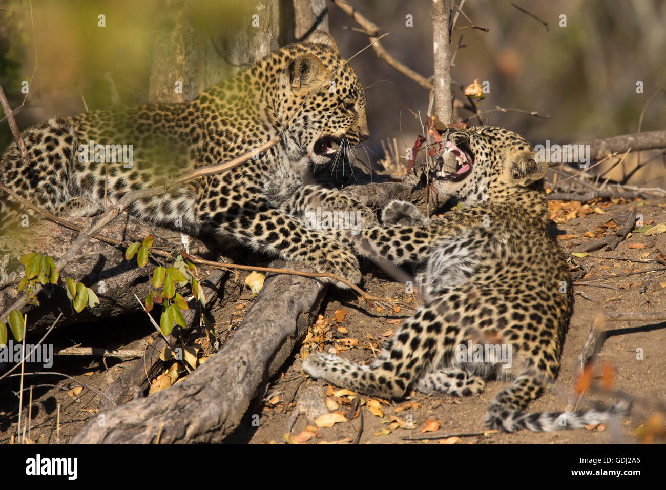 Two leopard cubs (Panthera pardus) play-fighting with the one snarling at it's sibling brother Stock Photo