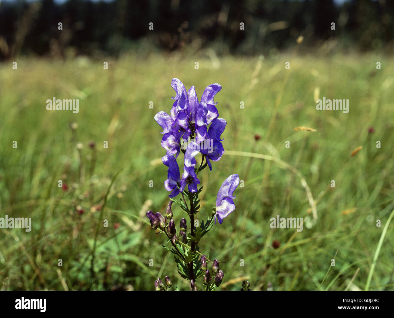 botany, Wolfsbane, (Aconitum), Blue Wolfsbane, (Aconitum napellus), inflorescence, flower, standing in meadow, Stock Photo