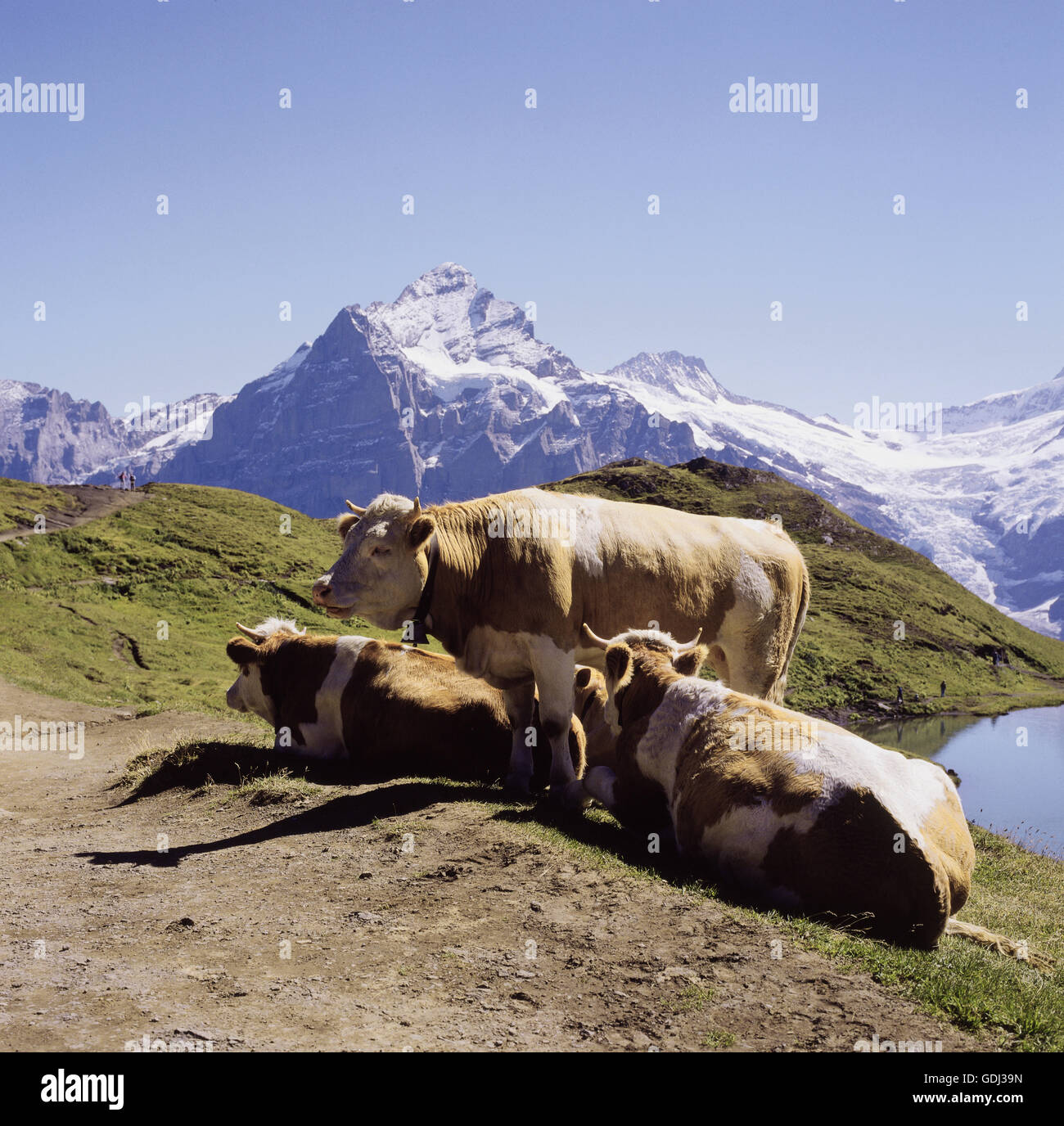 zoology / animals, mammal / mammalian, cattle, (Bos), cattle, (Bos primigenius forma taurus), brown cow with bell on High Alpine meadow, Switzerland, distribution: Europe, Stock Photo