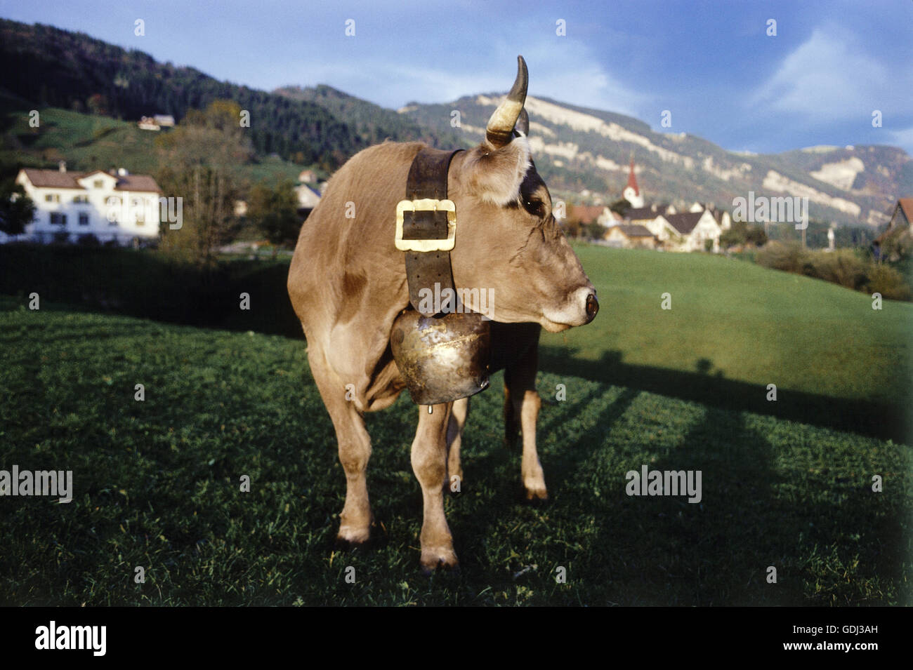 zoology / animals, mammal / mammalian, cattle, (Bos), cattle, (Bos primigenius forma taurus), brown cow with bell on Alpine meadow, Switzerland, distribution: worldwide, Stock Photo