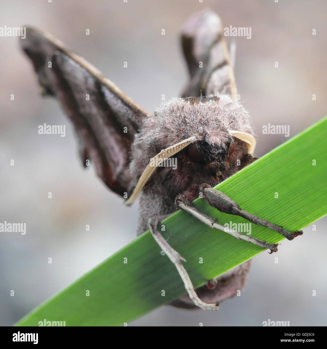 Hawk moth, Smerinthus ocellatus Stock Photo