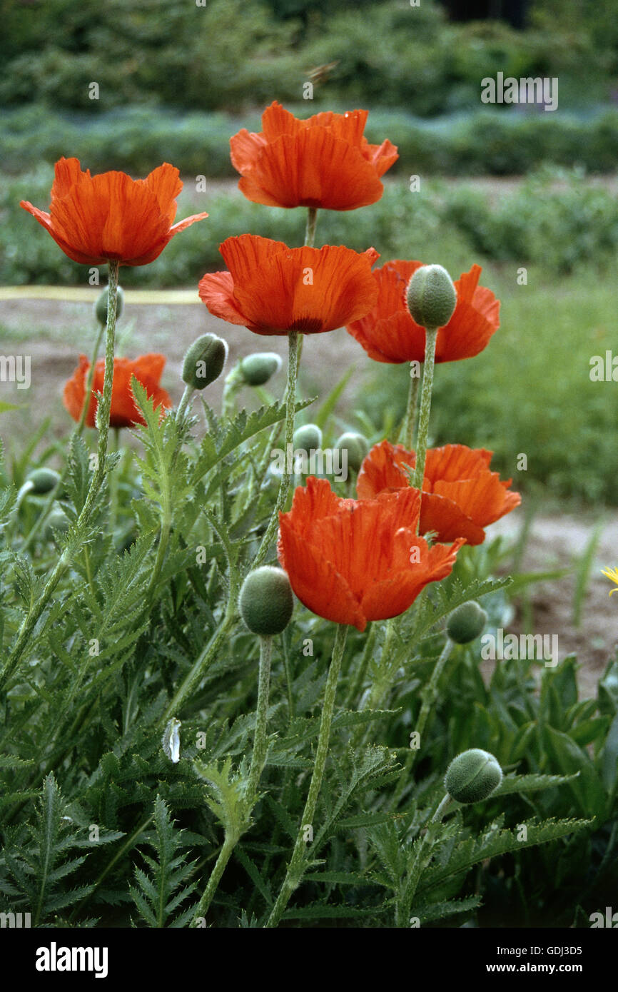 botany, poppy, (Papaver), Oriental poppy, (Papaver orientale), flowers in meadow, Stock Photo