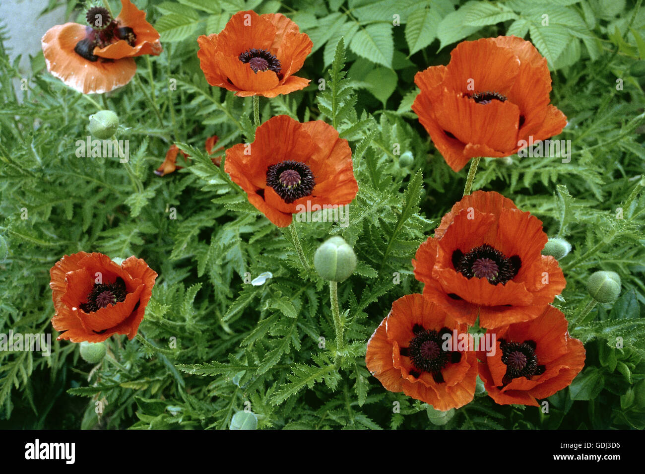 botany, poppy, (Papaver), Oriental poppy, (Papaver orientale), flowers, Stock Photo