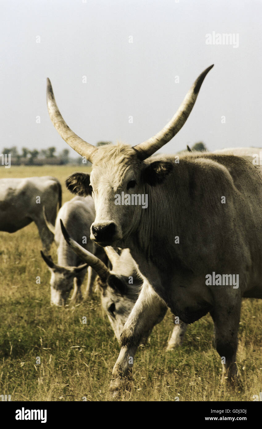 zoology / animals, mammal / mammalian, cattle, (Bos), cattle, (Bos primigenius forma taurus), Hungarian Grey Cattle, on willow in Hungary, distribution: South Europe, Stock Photo