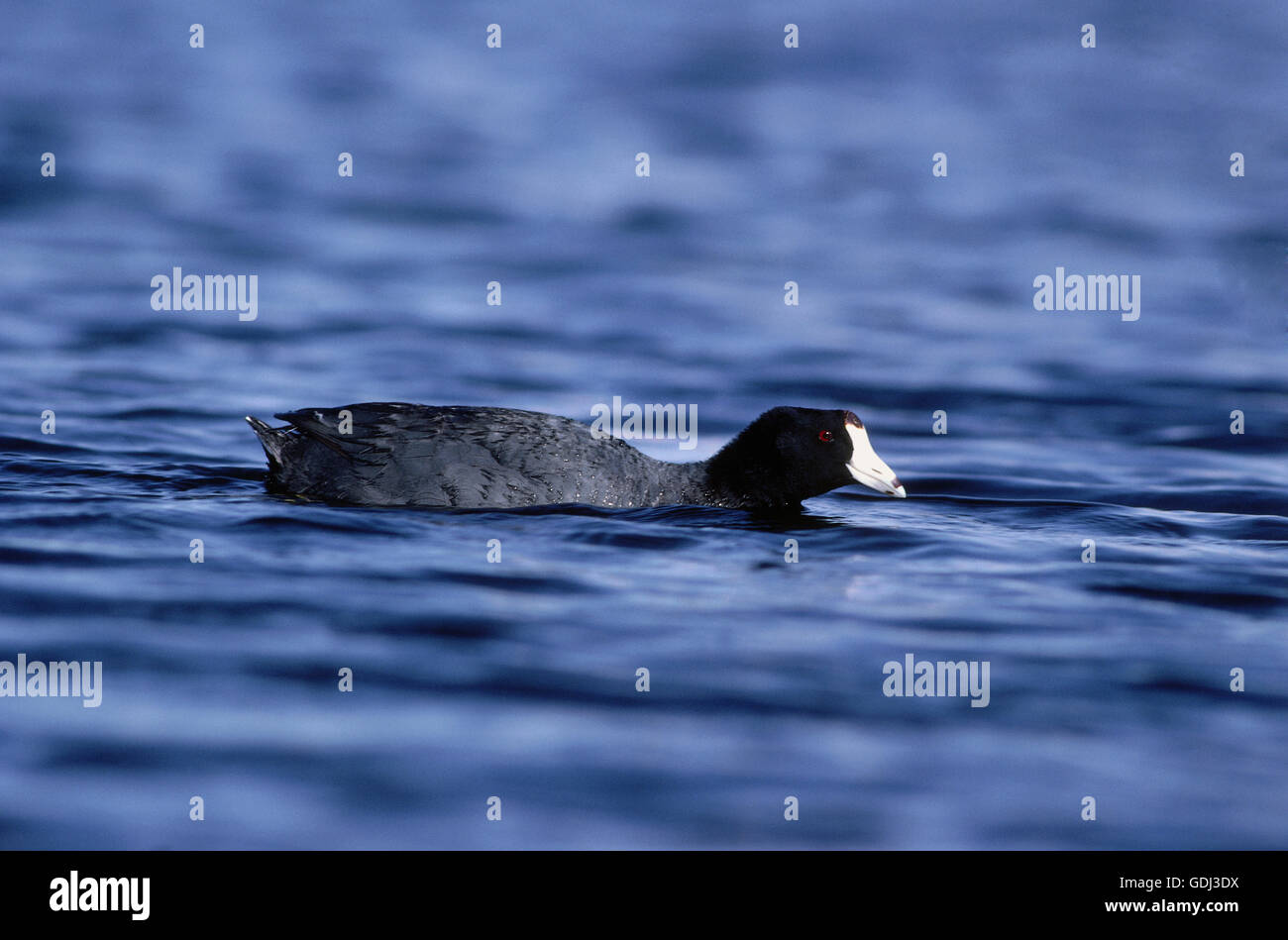 zoology / animals, avian / birds, Eurasian Coot, (Fulica atra ...