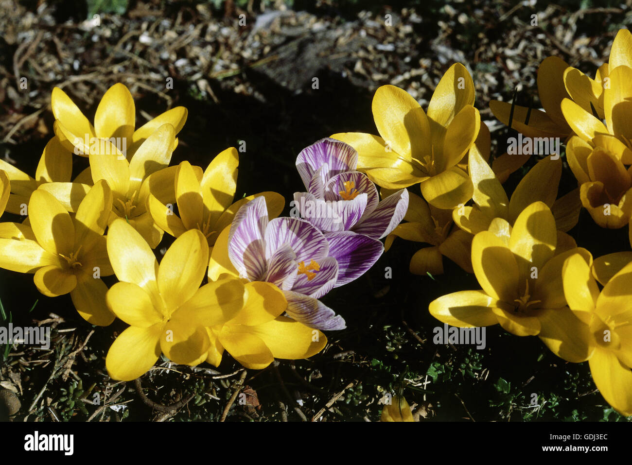 botany, crocus, (Crocus), cultivar in meadow, top view, Stock Photo