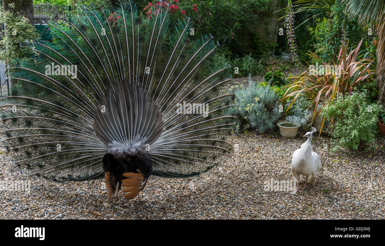 peacocks in the garden of Château Raymond-Lafon, Sauternes, Gironde, France Stock Photo