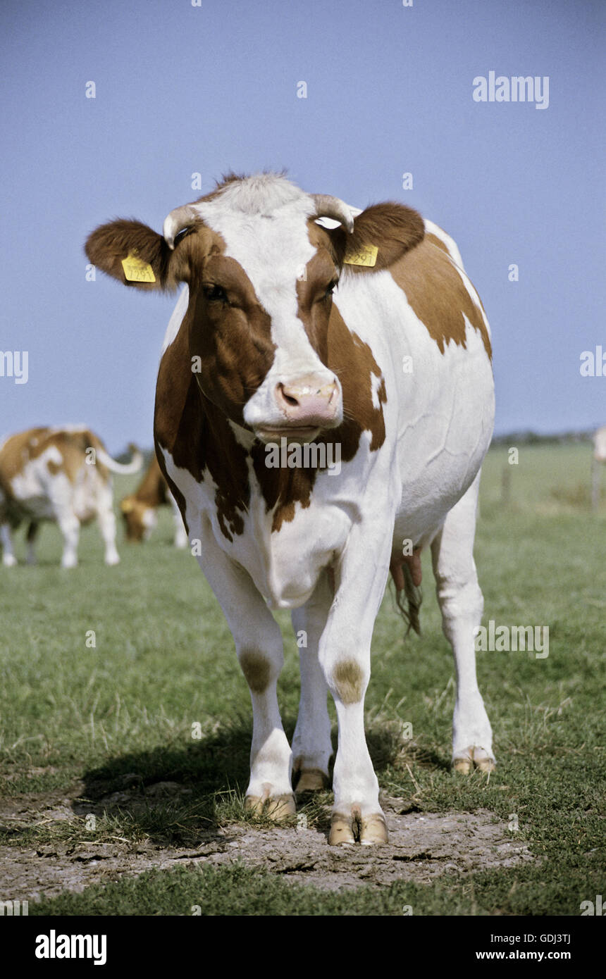 zoology / animals, mammal / mammalian, cattle, (Bos), cattle, (Bos primigenius forma taurus), brown white cow with marking on both ears, distribution: Europe, Stock Photo