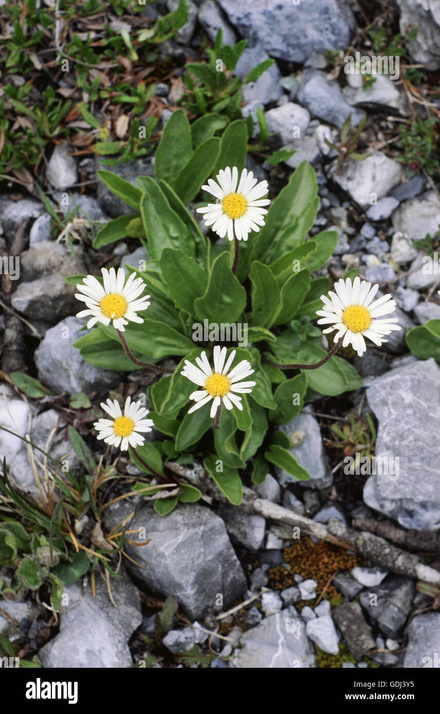 botany, Aster (Aster), Alpine Aster (Bellidiastrum michelii), flowers on ground, Stock Photo