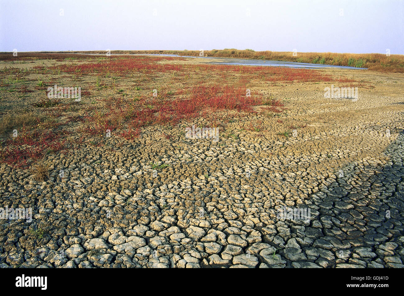 geography / travel, Hungary, natural preserve Hortobagy, alkali finish, park, salt ground Stock