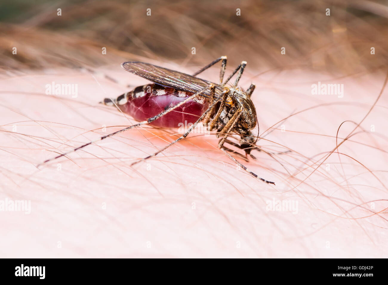 Mosquito full of blood Stock Photo