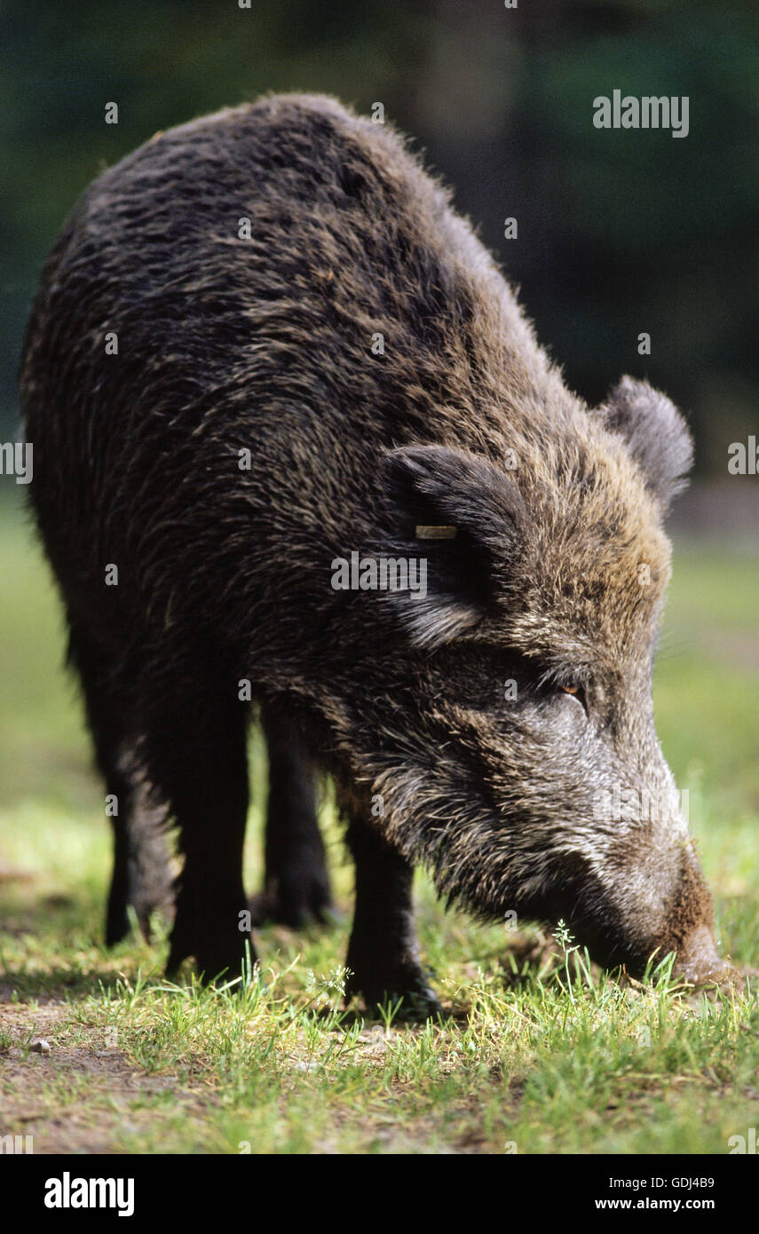 Non ruminants hi-res stock photography and images - Alamy