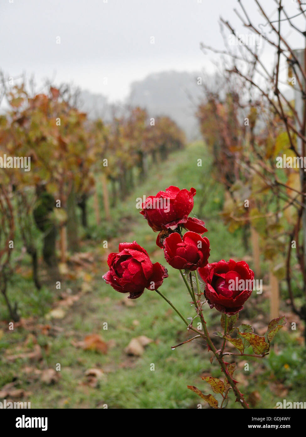 roses in the vineyard close to Château La Mondotte, Saint-Émilion Stock Photo