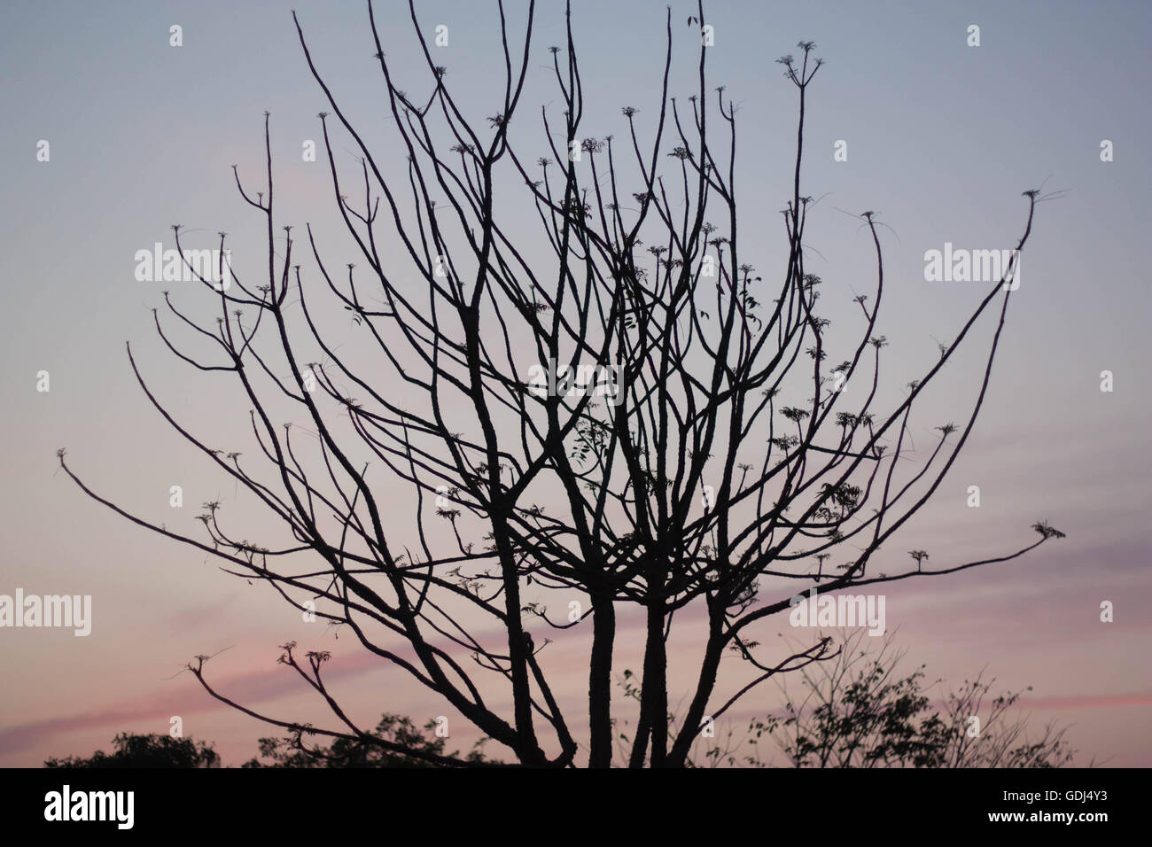 Evening with a tree Stock Photo - Alamy