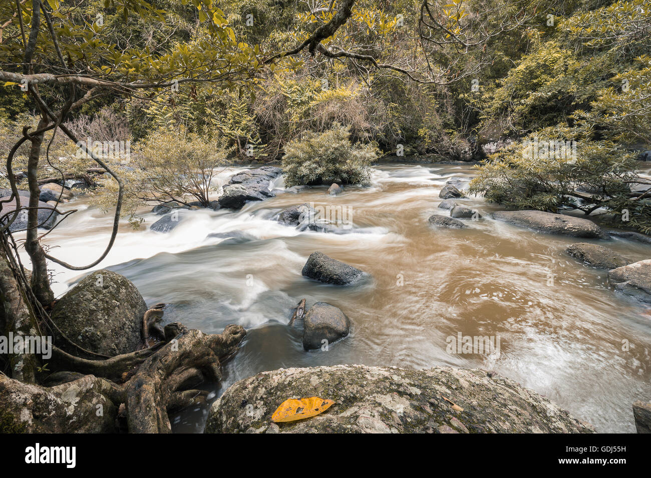 Small waterfall of rock river with flowing brown mud water which surround by yellow tree Stock Photo