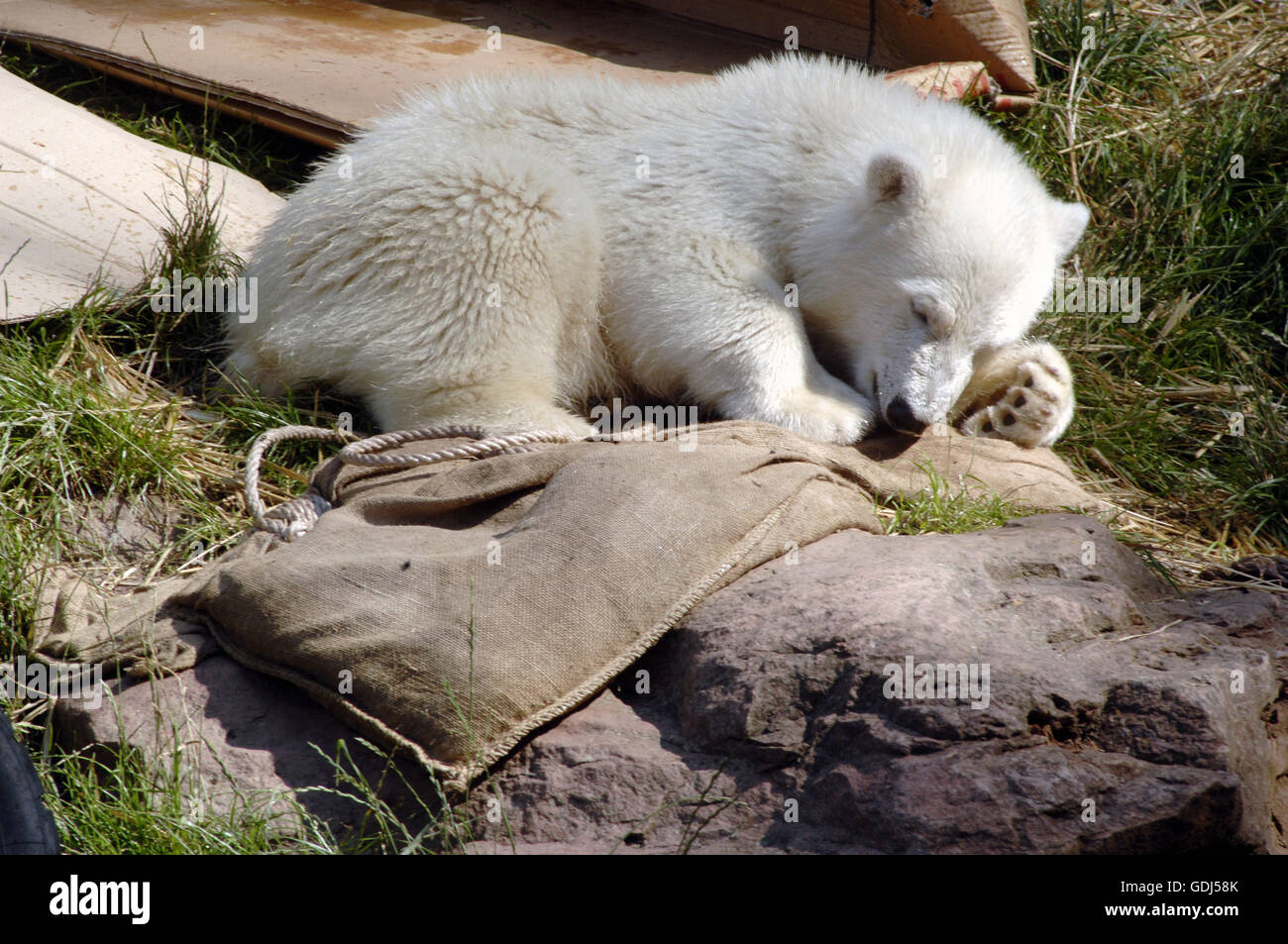 zoology / animals, mammal / mammalian, bears, polar bear, (Ursus  maritimus), Flocke, Zoo Nuremberg, Germany, distribution: Arctic Areas  Stock Photo - Alamy